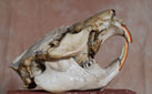 Ragondin crâne vue de profil
