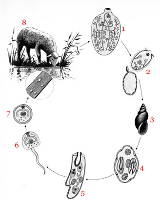Cycle fasciola hepatica