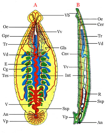 Schéma Glossiphonia